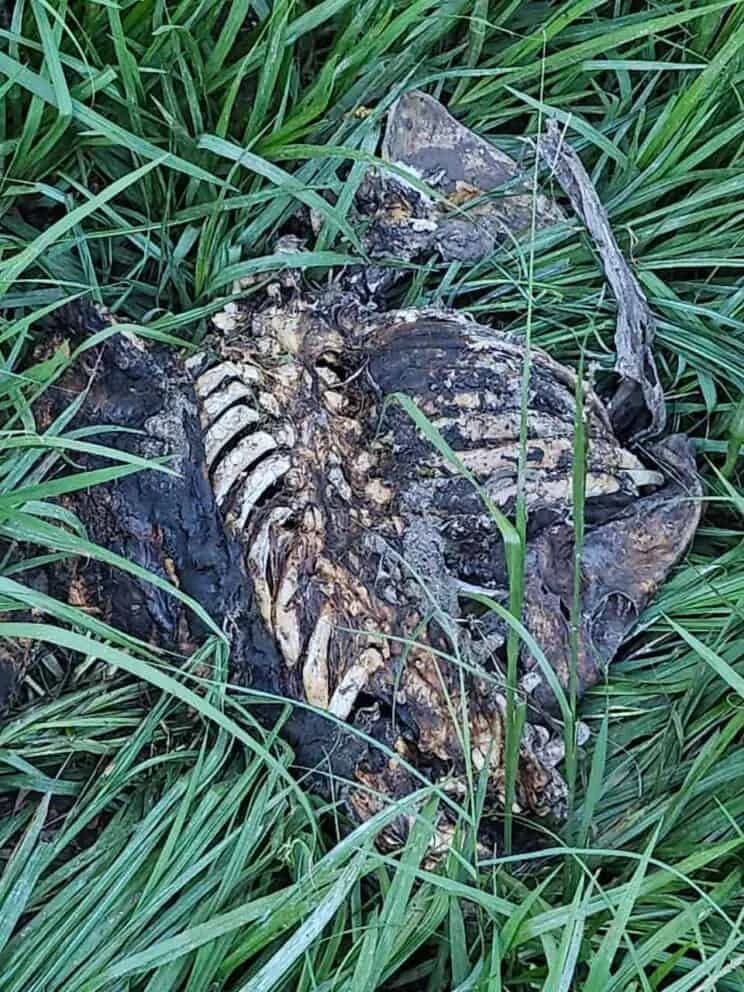 Police Investigate Discovery of Human Remains Near Tjakastad