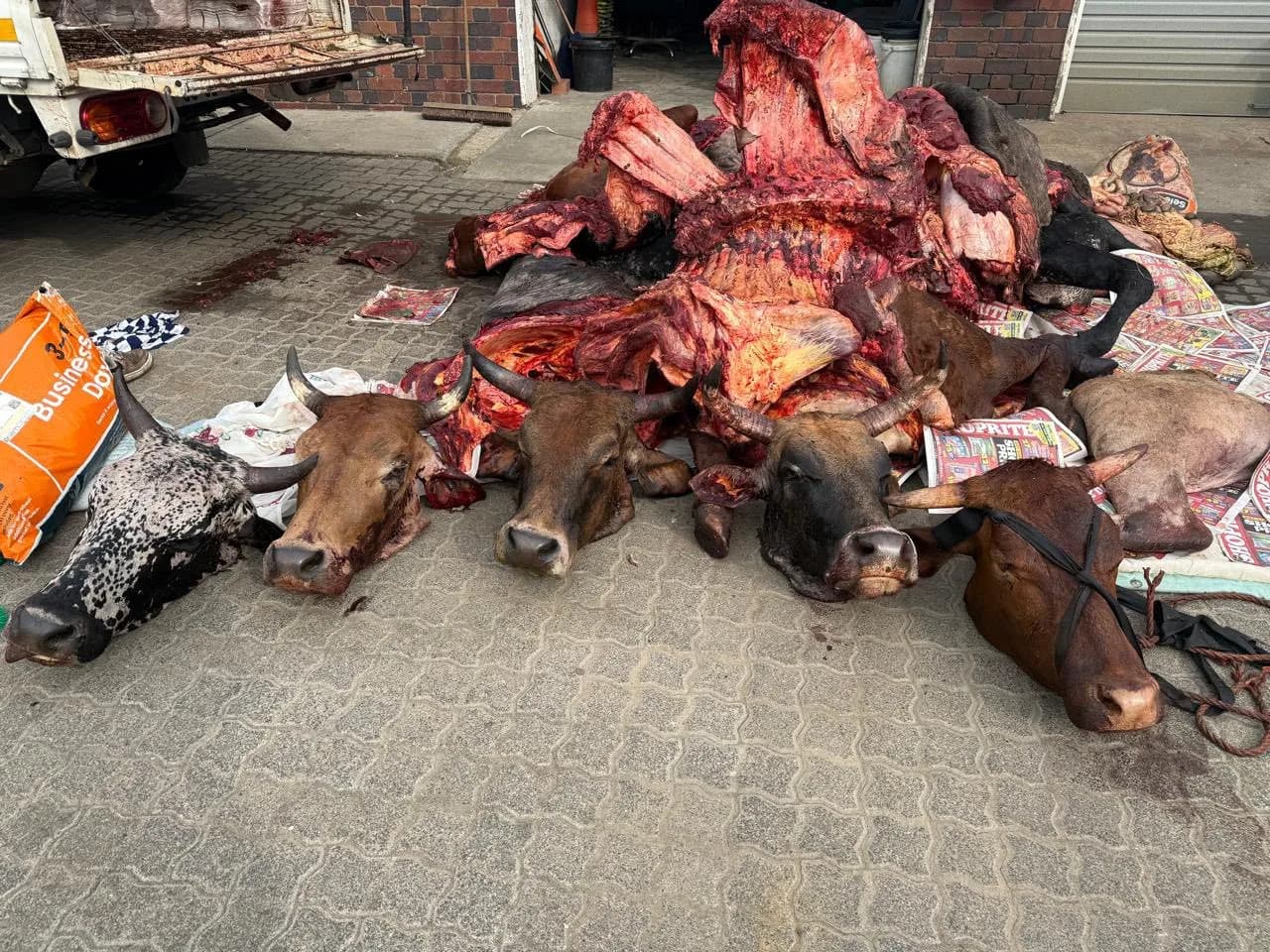 Two Arrested for R100,000 Stock Theft in Leslie