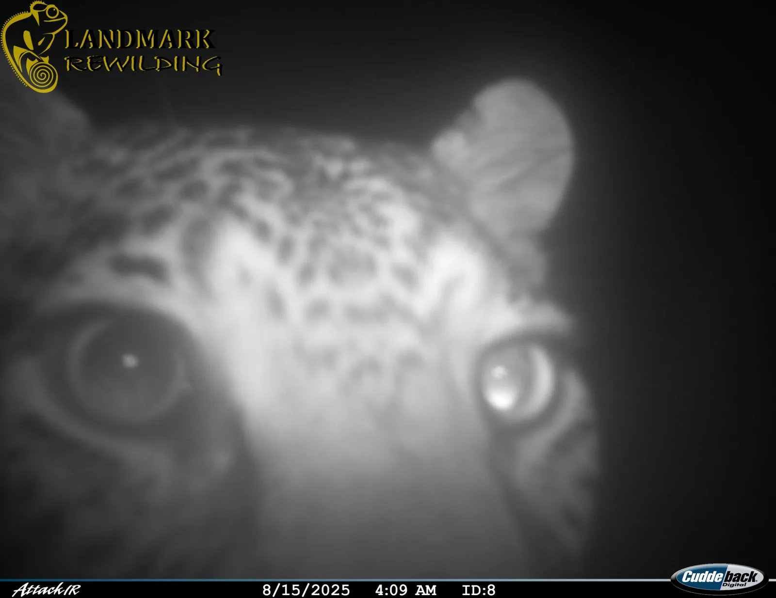 Historic Leopard Sighting Marks Conservation Triumph