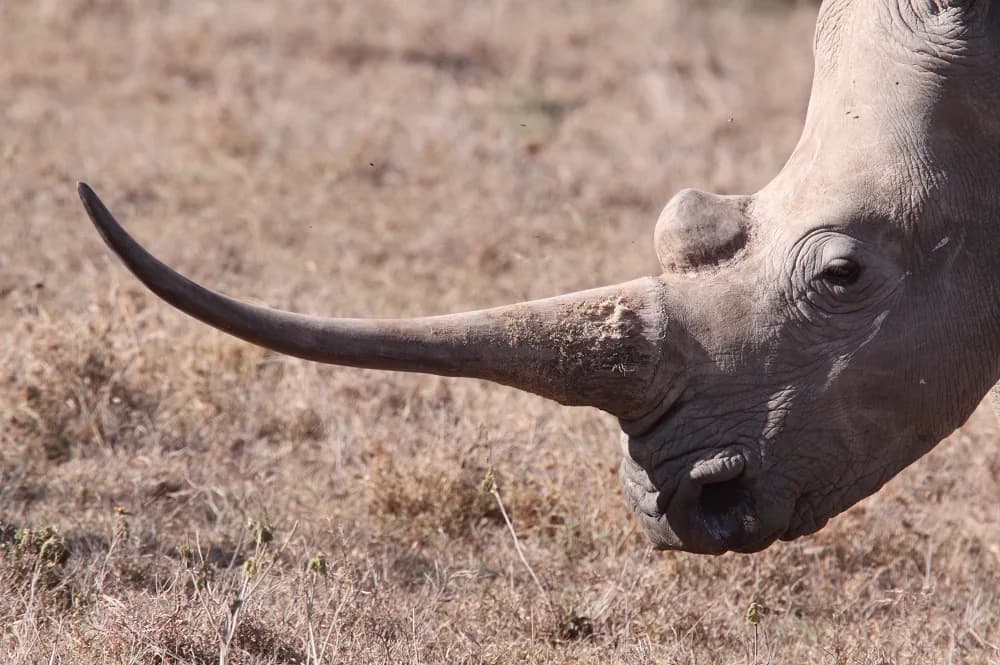 South Africa Reaffirms Stance Against Ivory Trade