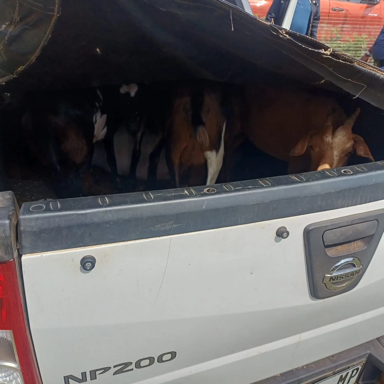 Joint Operation Recovers Eleven Stolen Goats