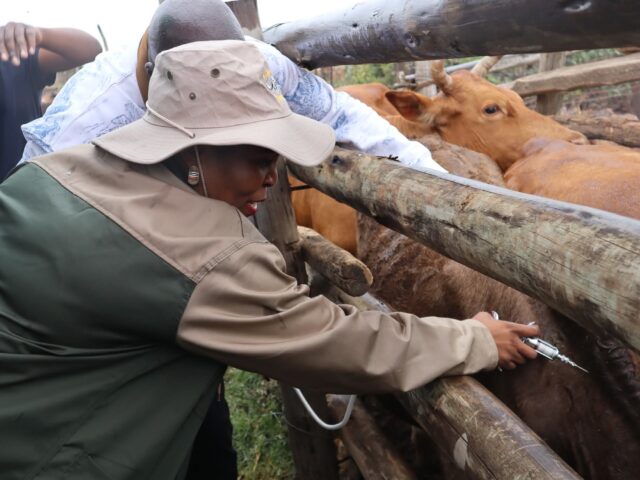 Mass FMD Vaccination Drive Begins