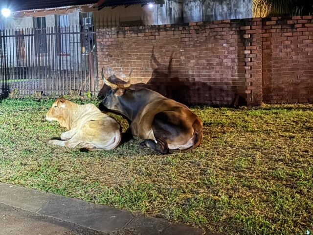 DA demands oversight over roaming cattle