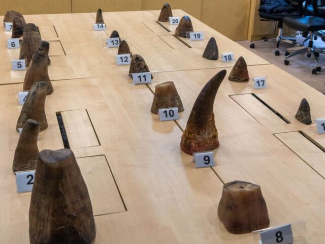 Rhino Poaching Drops 16%
