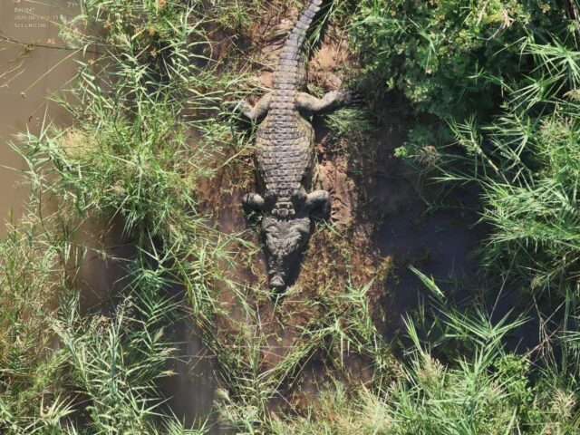Human Remains found in crocodile gut